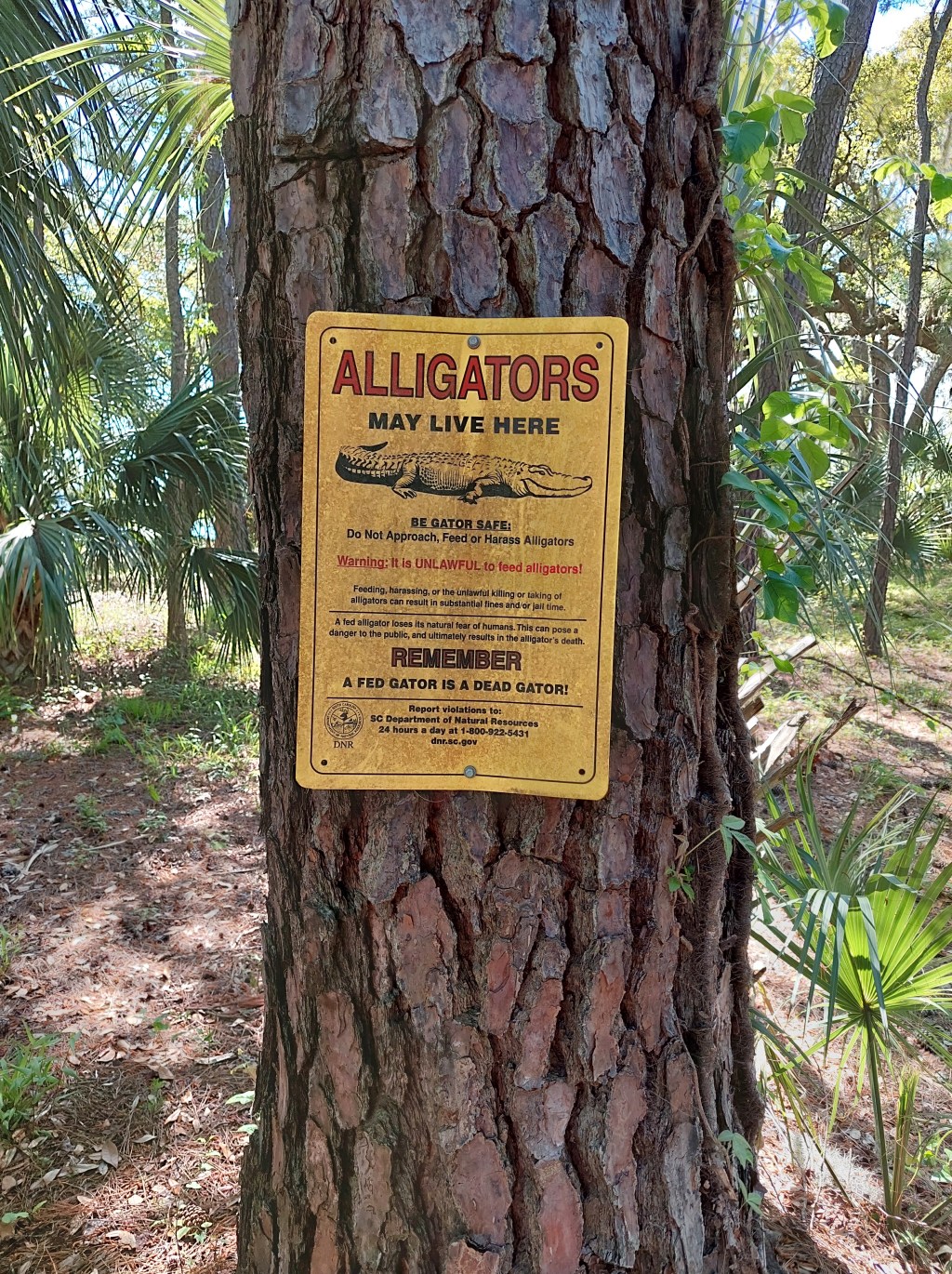 Exploring Daniel Island: Our first day in South Carolina