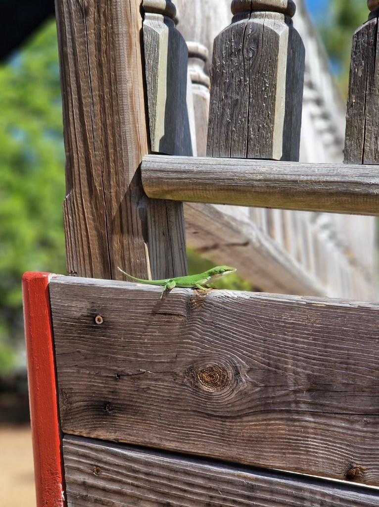 A lizard at the playground on Daniel Island, South Carolina.