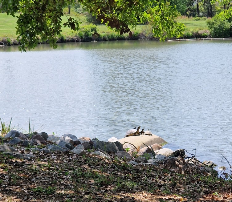 Turtles sunbathing at a pond on Daniel Island, South Carolina.