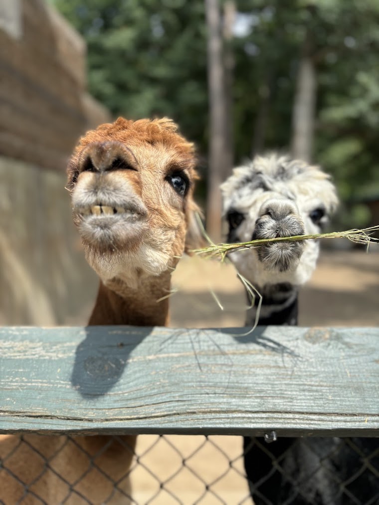 Familjeutflykt till Bee City&nbsp;Zoo